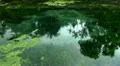 Palms and sky reflection with swallows on water surface Holy Springs HD Footage