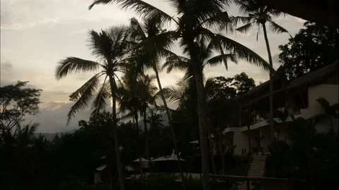 Palms and sunrise Stock Footage 197934068