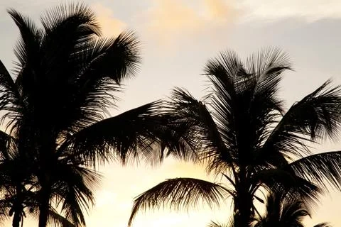 Palms and sunset Stock Photos
