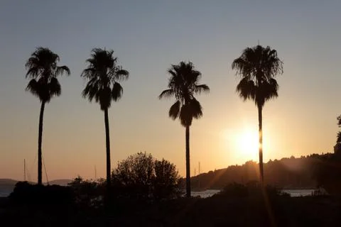Palms and sunset Fotos Stock