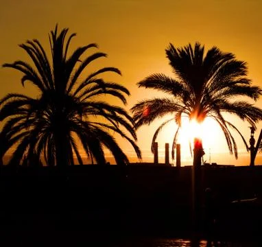 Palms and sunset Stock Photos