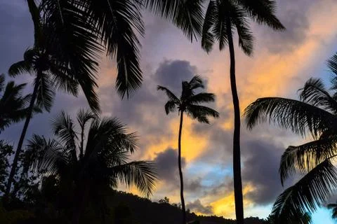 Palms and Sunset Stock Photos