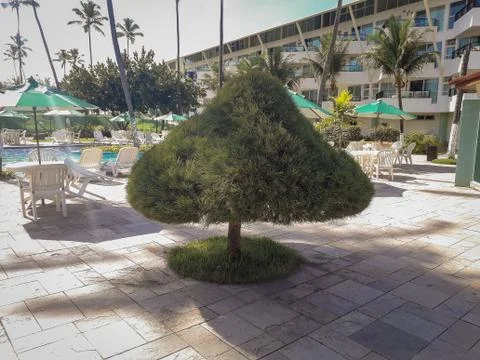 Palms and trees in Flat Resort of Brazil. Stock Photos