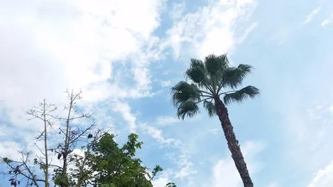 Palms and Trees Stock Photos
