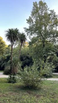 Palms and trees Stock Photos
