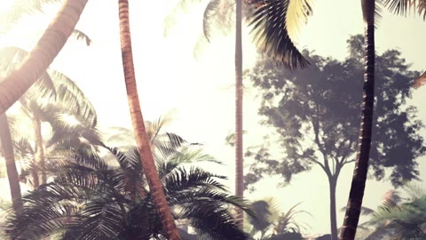 Palms and tropical plants in bright sunlight with trees in the background Stock Footage 342051900
