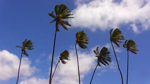 Palms and wind Stock Footage 36201289