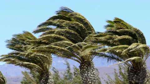 Palms and wind. Stock Footage 95175074