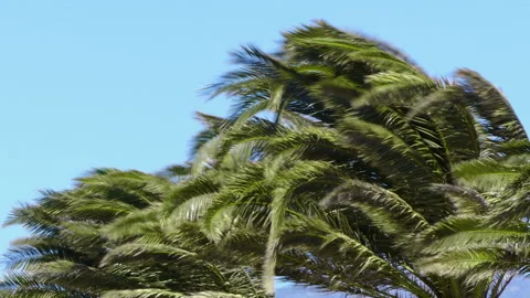 Palms and wind. 스톡 동영상 95175088