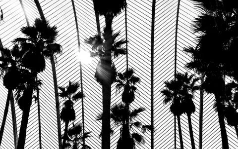 Palms on architecture Fotos de archivo