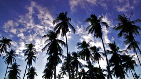 Palms back lit sky with clouds , sunset in paradise Stock Footage