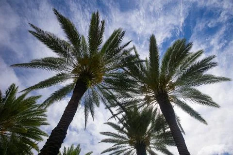 Palms backdrop on sun light sky. Tropical trees background. Coco palms on blue Fotos Stock