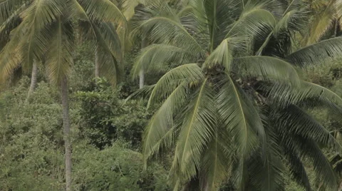 Palms Background FULL HD Vidéo 41156701