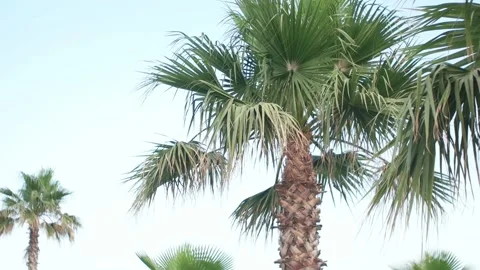 Palms on background sky Stock Footage 90374067