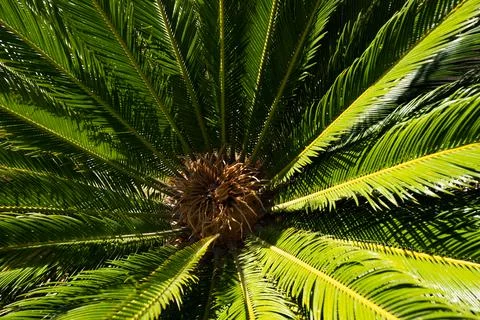 Palms background. Tropical trees background. Coco palms on blue sky. Exotic Foto stock