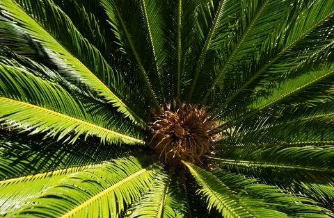 Palms background. Tropical trees background. Coco palms on blue sky. Exotic Stock Photos