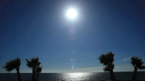 Palms backligh at beach Stock Footage 1007428