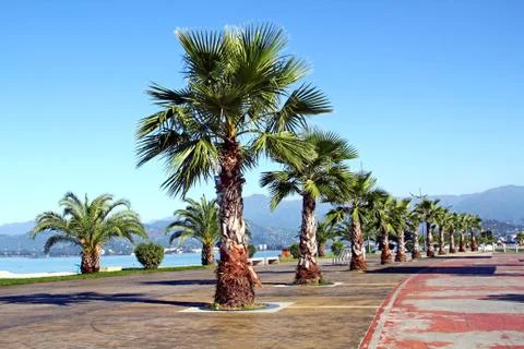 Palms in Batumi 스톡 사진