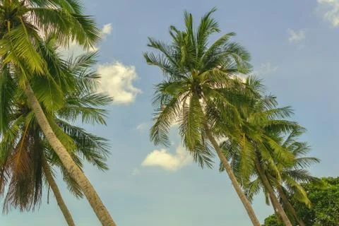 Palms on the beach and below a cloudy sky Foto stock