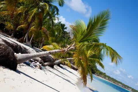 Palms beach and romance Foto stock