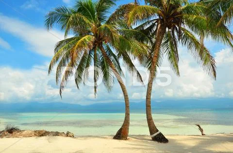 Palms on the beach in the Caribbean sea Stock Photos
