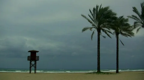 Palms in the beach  Vidéo 350431
