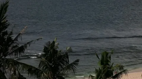 Palms on the beach Stock Footage 10731121