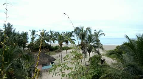 Palms on the beach Stock Footage 12466025