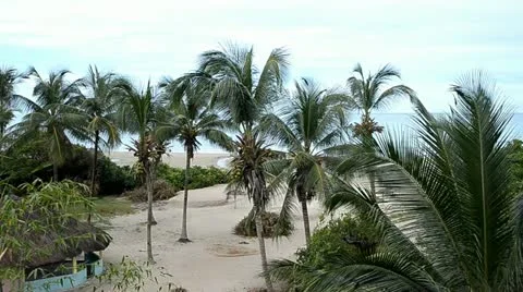 Palms on the beach Stock Footage 12466028