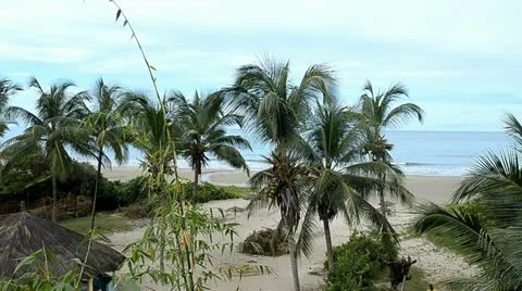 Palms on the beach Video stock 12466045