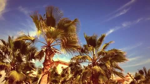 Palms at the beach Stock Footage 18176880