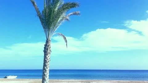 Palms at the beach Stock Footage