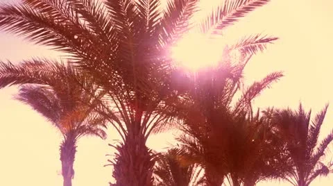 Palms at the beach Stock Footage 18176935