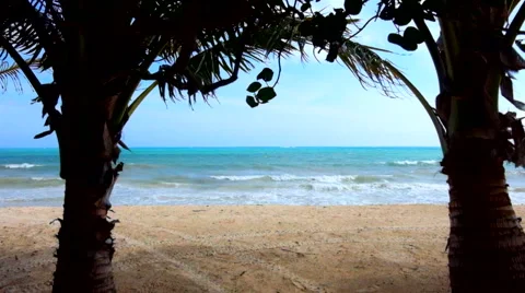 Palms at the beach Stock Footage 45878103