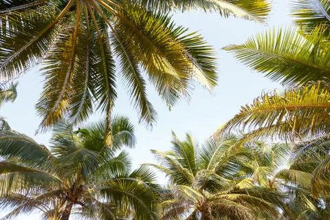 Palms on the beach Stock Photos