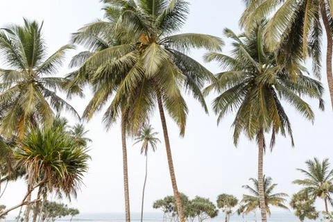 Palms on the beach Stock Photos