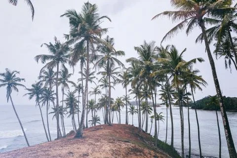 Palms on the beach Stock Photos