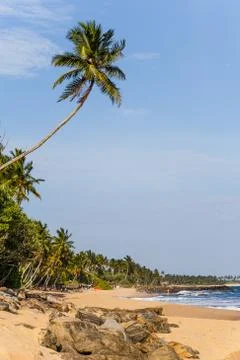 Palms beach Stock Photos