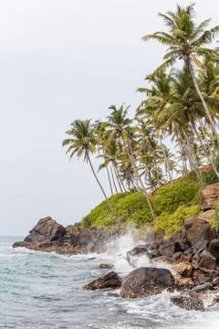 Palms beach Stock Photos