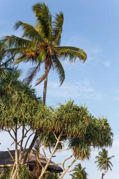 Palms beach Stock Photos