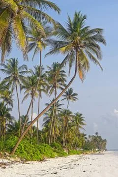 Palms at beach Foto stock