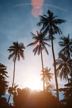Palms on the beach Stock Photos
