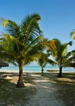 Palms on the beach Stock Photos