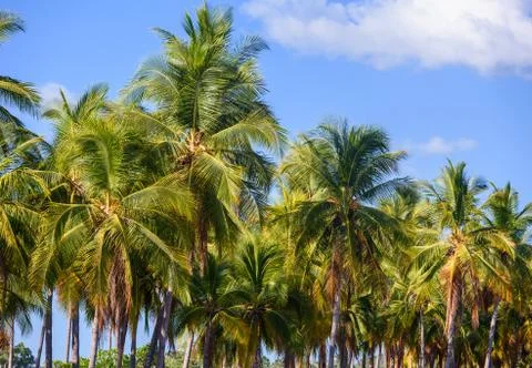 Palms on the beach Stock Photos