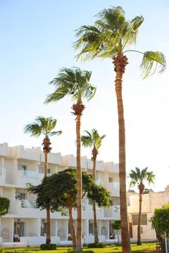 Palms on the beach Stock Photos