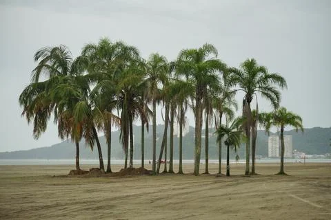 Palms on the beach Stock Photos