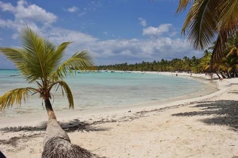 Palms on the beach at summer Stock Photos