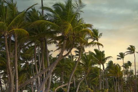 Palms at a beach in the summer Stock Photos