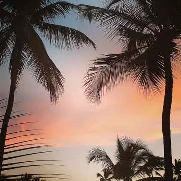 Palms on the beach at sunset Stock Photos