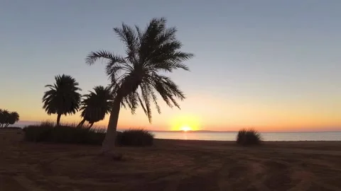 Palms on beach swaying on wind Stock Footage 90333474